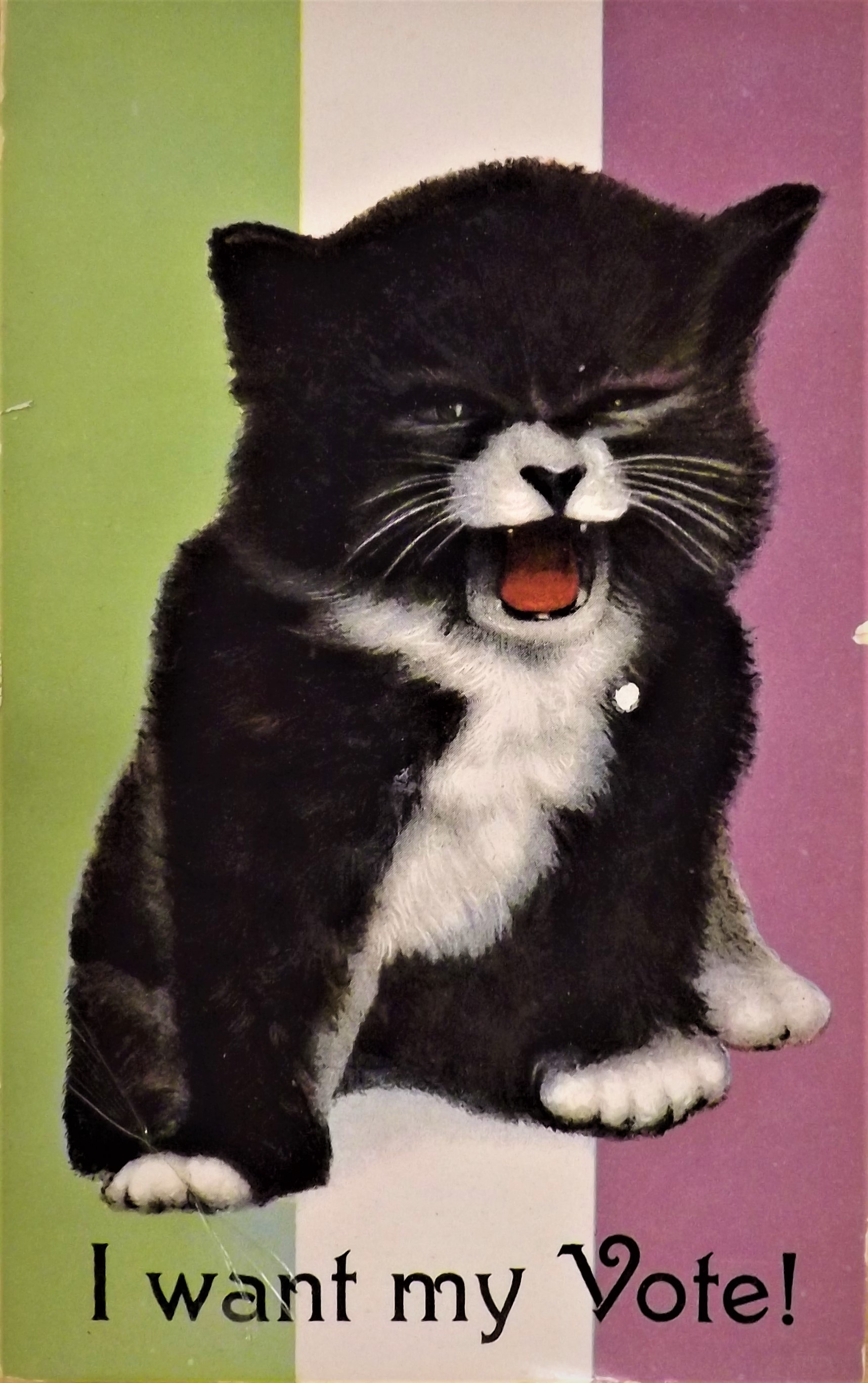 Political satirical card of the suffragette period - Kitten, spitting, on green white and mauve striped background, with the caption 'I want my vote!'