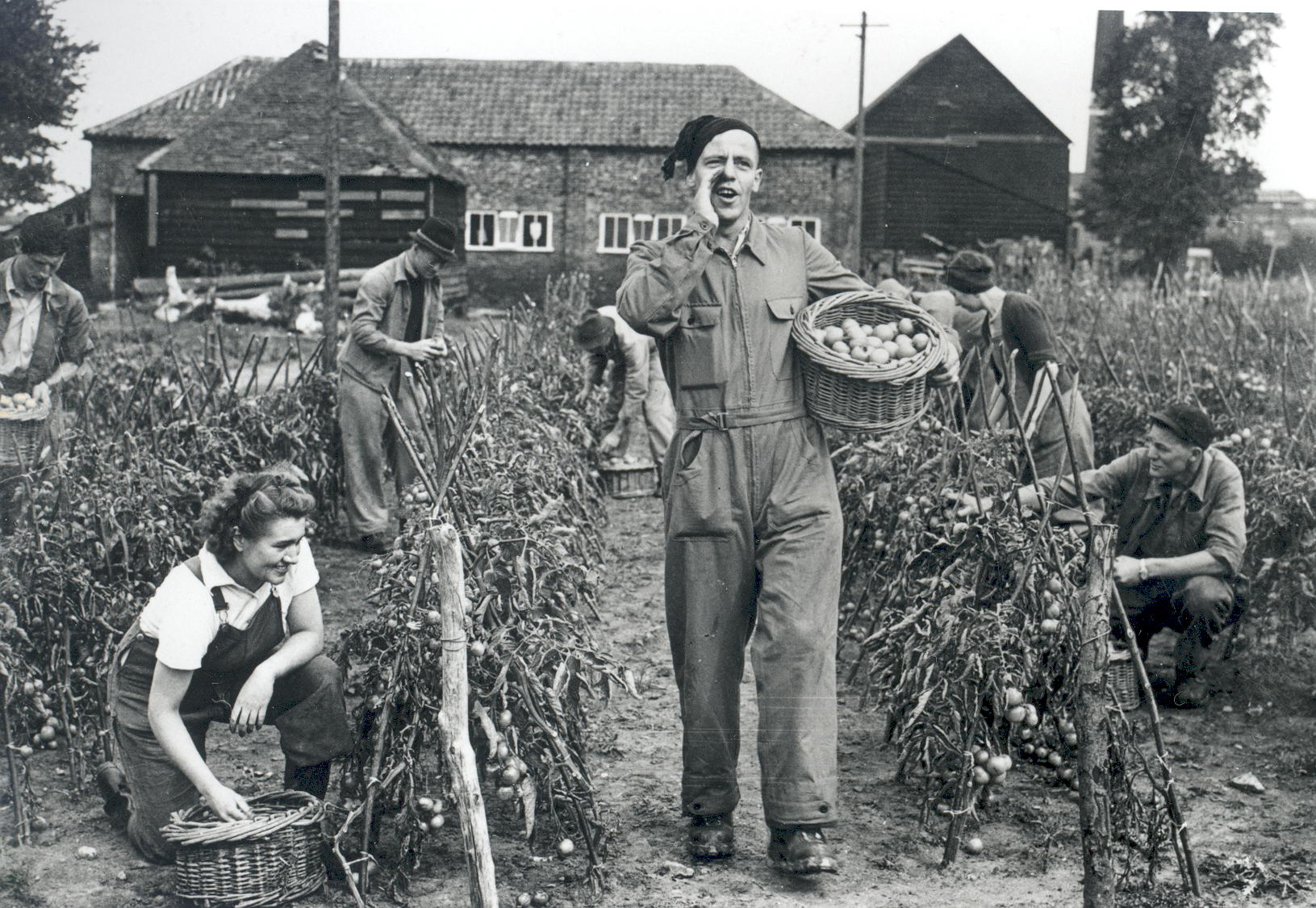 Prisoners of war and land army women harvesting tomatoes at Rivernook Farm, Walton, 1946.