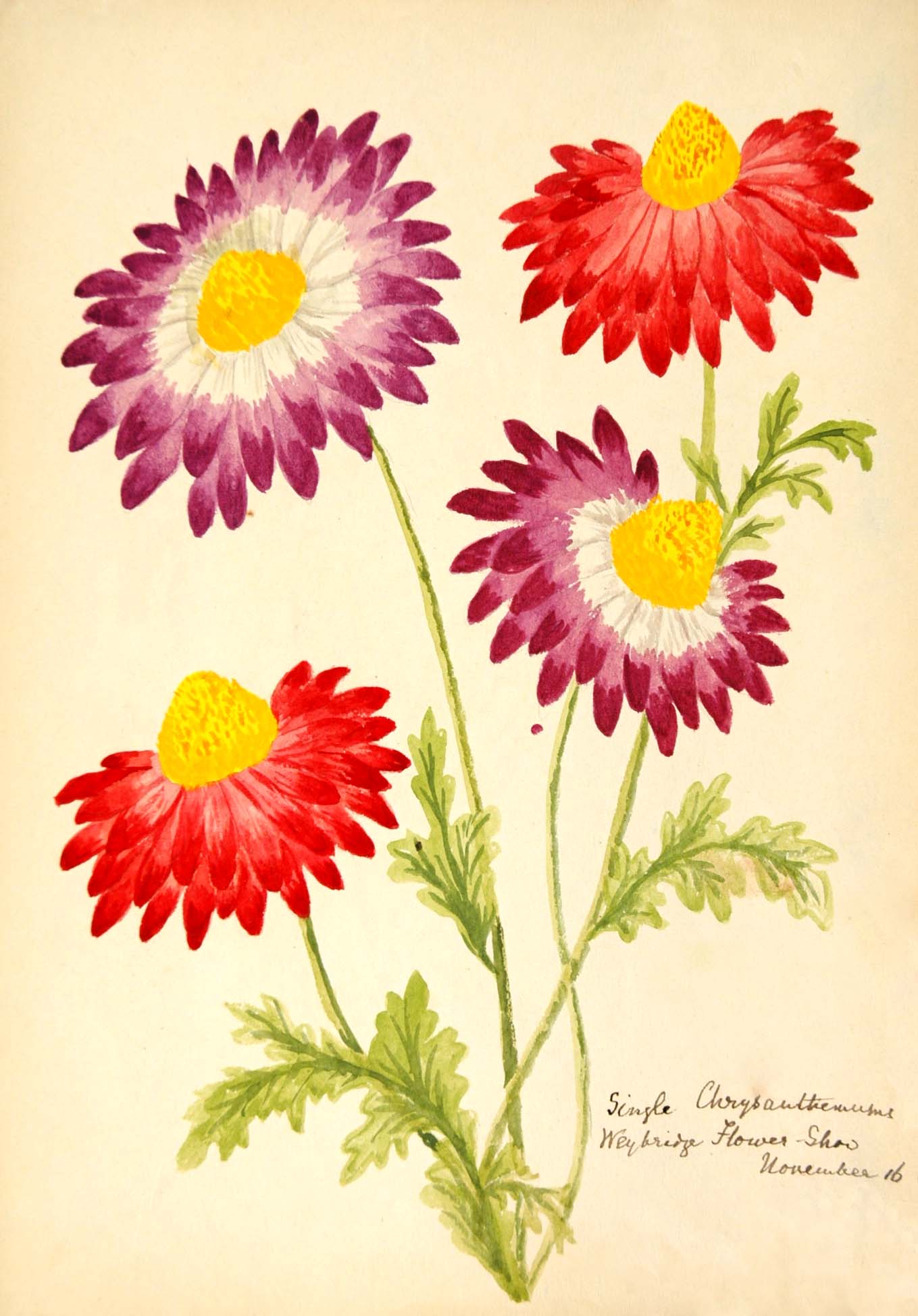 2.1929.2 Image of Single Chrysanthemums, Weybridge Flower Show